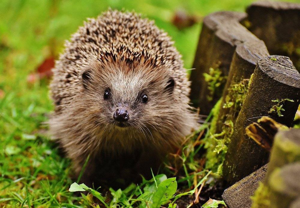 Wie gehe ich mit Igeln im Garten um?