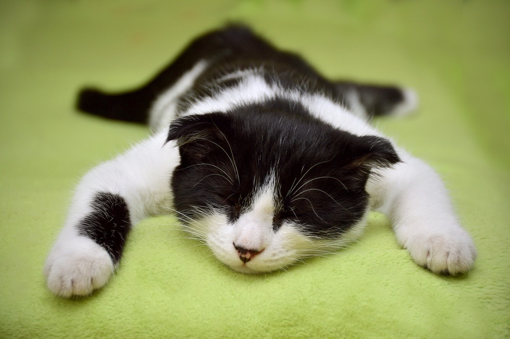 Was beim Online-Kauf von Katzenbedarf berücksichtigt werden sollte