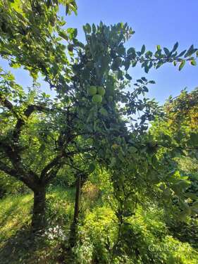 Foto - Haus zum Kaufen in Schwabach 399.000,00 € 184 m²