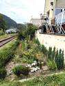Garten auf Bahngelände - 