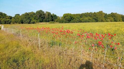 Foto - Einfamilienhaus in Finsterwalde zum Kaufen