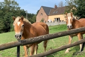 Pferdeparadies - 