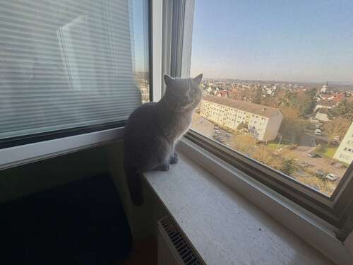 Foto - Wohnung zum Kaufen in Maintal 265.000,00 € 75 m²