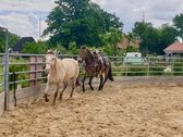 Roundpen - 