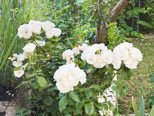 Garten - 