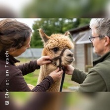 Handlingkurs für Alpakas - Sicher und stressfrei mit Alpakas umgehen